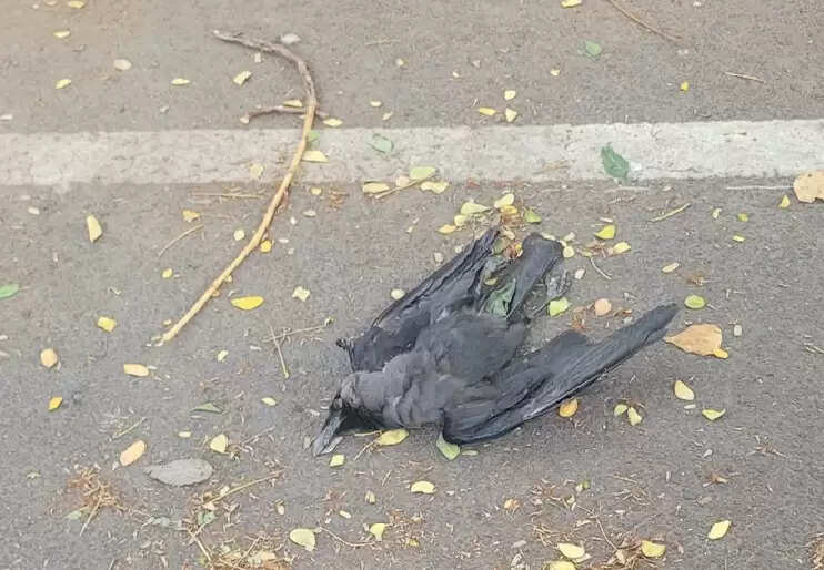 (संशोधित) मृत कौवों में मिला एच5एनआई संक्रमण, पशुपालन विभाग ने जारी की चेतावनी