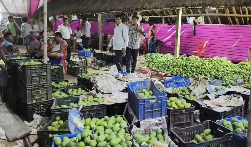 महामहिम की मेज तक पहुंचेगी भागलपुर के जर्दालू आम की मिठास