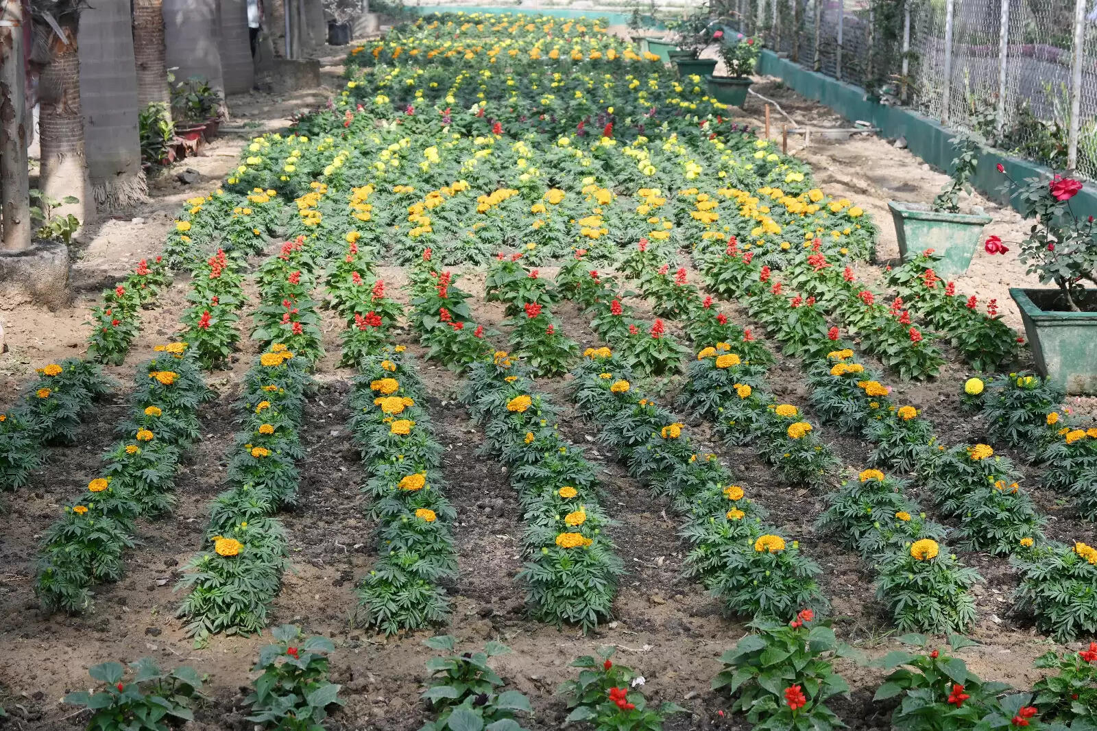 कोरबा: स्माल गार्डनिंग से शहर सौंदर्यीकरण को मिल रहा नया लुक