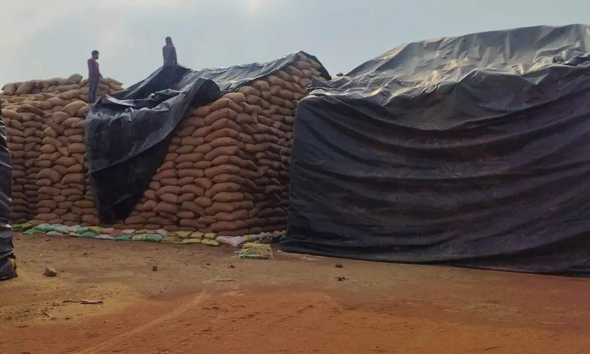 बेमौसम बारिश:संग्रहित धान पर मंडराने लगा खतरा