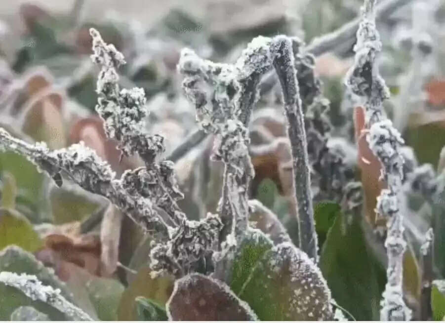 छत्तीसगढ़ के छह जिलों के लिए शीतलहर चलने की चेतावनी