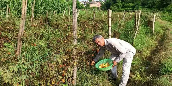 पुश्तैनी जमीन पर ‘सोना’ उगा रहे हैं  सेवानिवृत्त शिक्षक तरसेम चंद