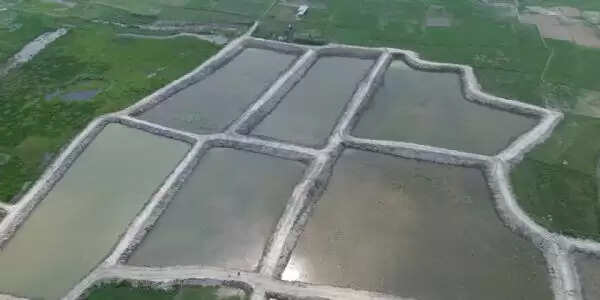 कृषि रोड मैप से बिहार में बदली मछली उत्पादन की सूरत, 20 वर्ष में तीन गुना हुआ उत्पादन