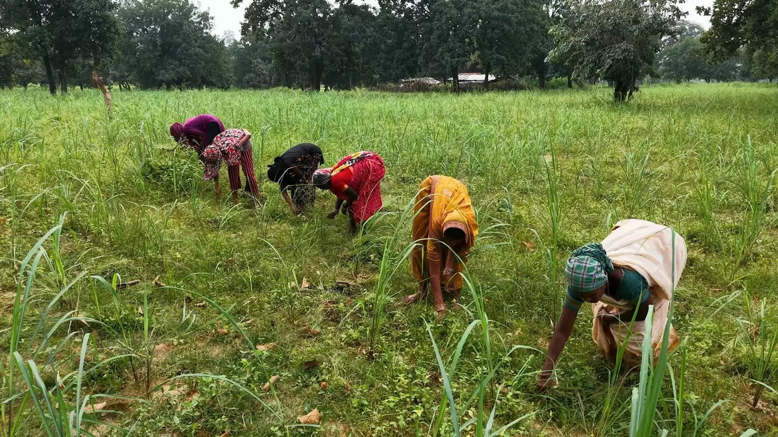 छग में लेमनग्रास की खेती- किसानों के लिए कमाई का उत्तम विकल्प