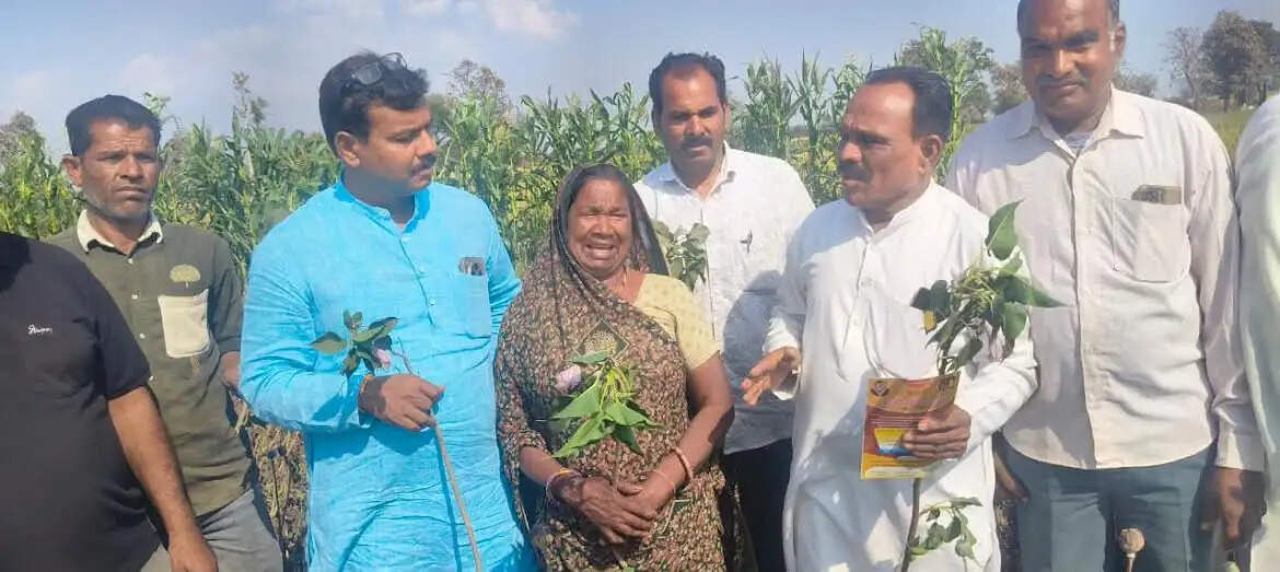 मंदसौरः ओलावृष्टि प्रभावित किसानों को मुआवजा नहीं मिलने पर किसानों के साथ कांग्र्रेस ने लगाए बेशर्म के पौधे