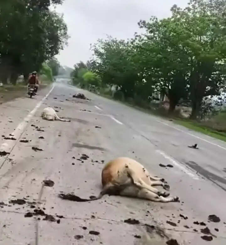 अनूपपुर: अज्ञात वाहन की टक्कर और आकाशीय बिजली से 6 मवेशियों की मौत