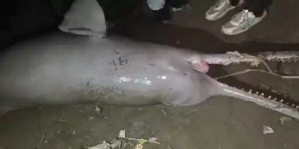 कानपुर : गंगा किनारे मिला डॉल्फिन का शव, पोस्टमार्टम कराने को लेकर हो रहा मंथन