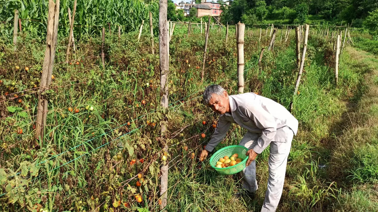 पुश्तैनी जमीन पर ‘सोना’ उगा रहे हैं  सेवानिवृत्त शिक्षक तरसेम चंद