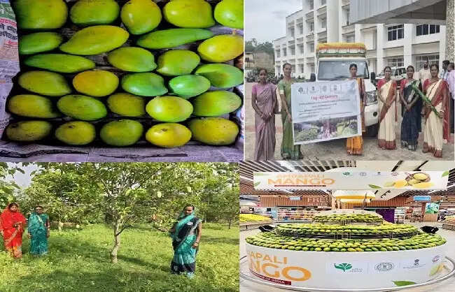 झारखंड का 2 मीट्रिक टन आम्रपाली आम पहुंचा दुबई, किसानों की बढ़ी आमदनी