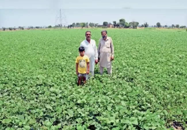 मप्रः मूंग की खेती के विकल्पों पर आज कृषि वैज्ञानिक करेंगे प्रबोधन