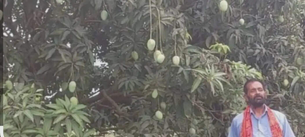 भागलपुरी जर्दालु आम पर मंडराया बाढ़ का खतरा, लाखों पौधों की मौत, एक्सपोर्ट क्वालिटी प्रभावित होने की आशंका