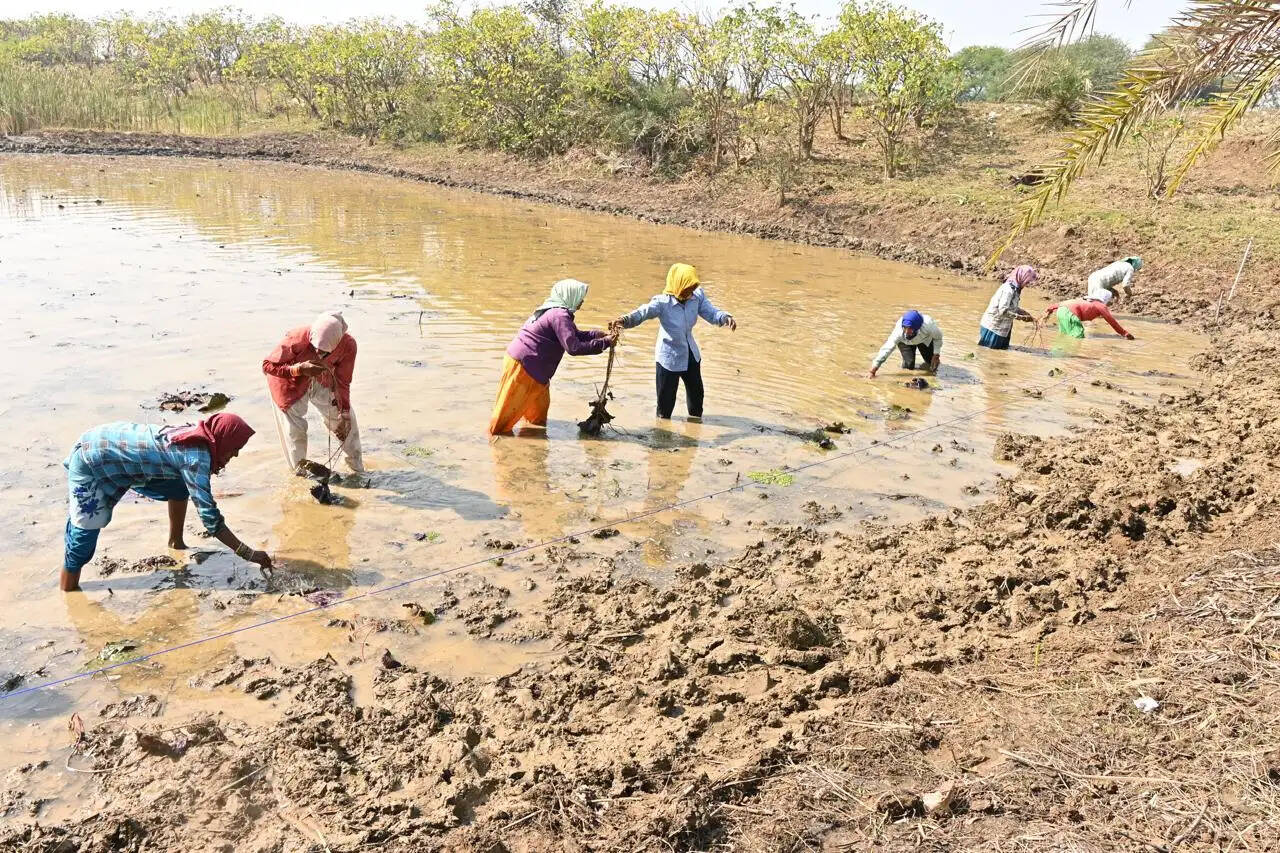 स्व-सहायता समूहों से बदल रही महिलाओं की तस्वीर, धमतरी में आत्मनिर्भरता की नई मिसाल