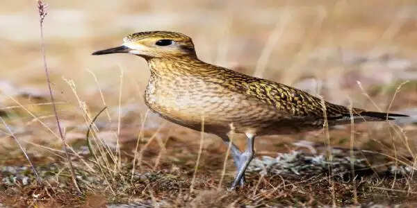 हिमाचल प्रदेश के किन्नौर में पहली बार दिखा पैसिफिक गोल्डन प्लोवर, 3,800 मीटर की ऊंचाई पर मिला प्रवासी पक्षी