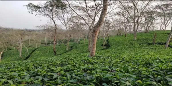 जर्मनी में धर्मशाला की ब्लैक टी की धूम, फ्रांस को भा रही उलोंग और स्मोक टी