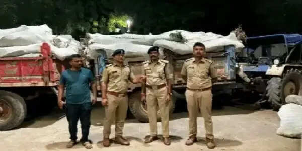 मप्र के धार जिले में लहलहा रही थी गांजे की खेती, 25 करोड़ रुपये के 6700 किलो पौधे जब्त, 4 गिरफ्तार