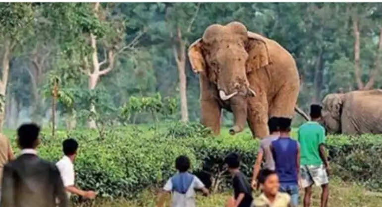 श्रीलंका के अंपारा में मानव-हाथी टकराव रोकने के लिए अहम फैसला