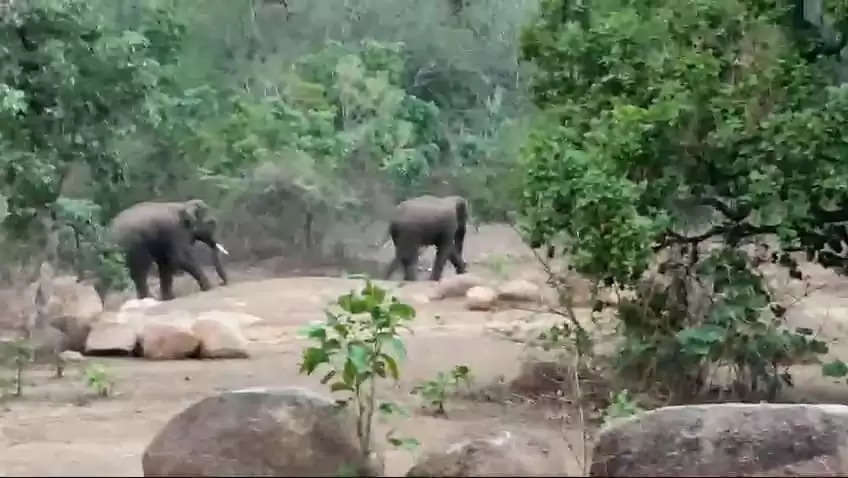 अनूपपुर: दो हाथियों का समूह पहुंचा सीमा के समीप, वन विभाग अलर्ट, निरंतर रखी जा रही निगरानी