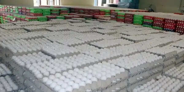 (संशोधित)पश्चिम एशिया में युद्ध के चलते तमिलनाडु का अंडा उद्योग प्रभावित, कीमतों में भारी गिरावट