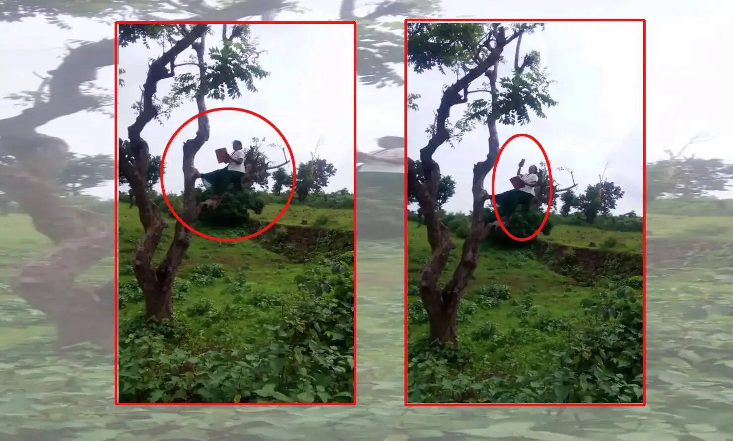 अनूपपुर: ऑनलाइन हाजिरी के लिए पेड़ पर चढ़ी एएनएम, व्यवस्था पर उठे सवाल