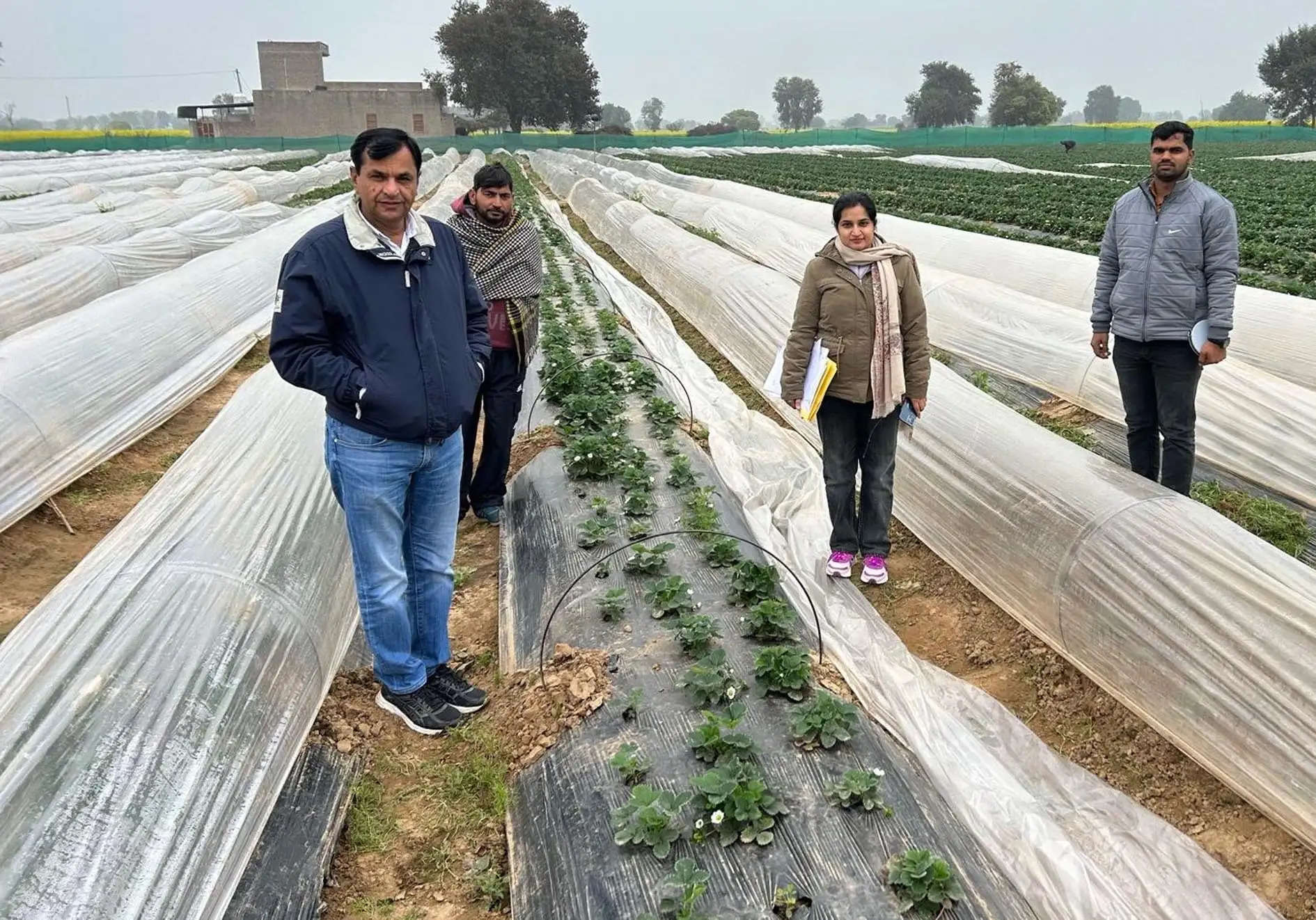 फतेहाबाद: ठंड से सब्जियां व फलदार पौधे बचाने के लिए किसान करें लॉ-टनल तकनीक का उपयोग