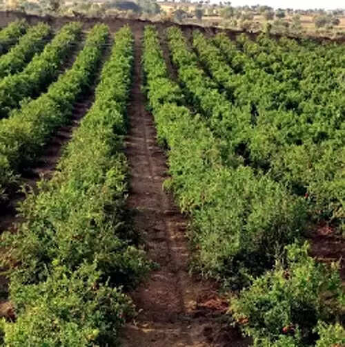 शीतलहर व पाले से रबी फसलों के बचाव हेतु किसान करें उपयुक्त उपाय