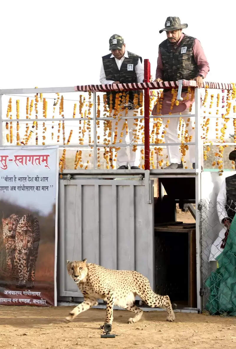 मप्र के मंदसौर का गांधी सागर अभयारण्य बना चीतों का नया आशियाना, मुख्यमंत्री ने छोड़े दो चीते