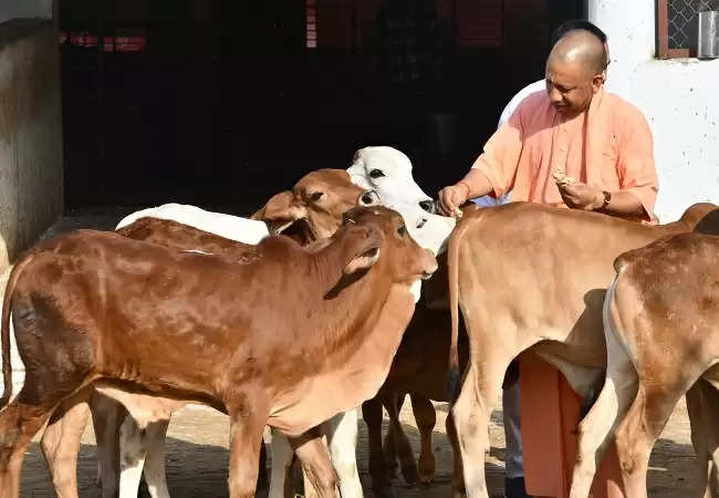 चुनावी व्यस्तता के बीच गोसेवा में रमे मुख्यमंत्री योगी, फिर झलका बाल प्रेम