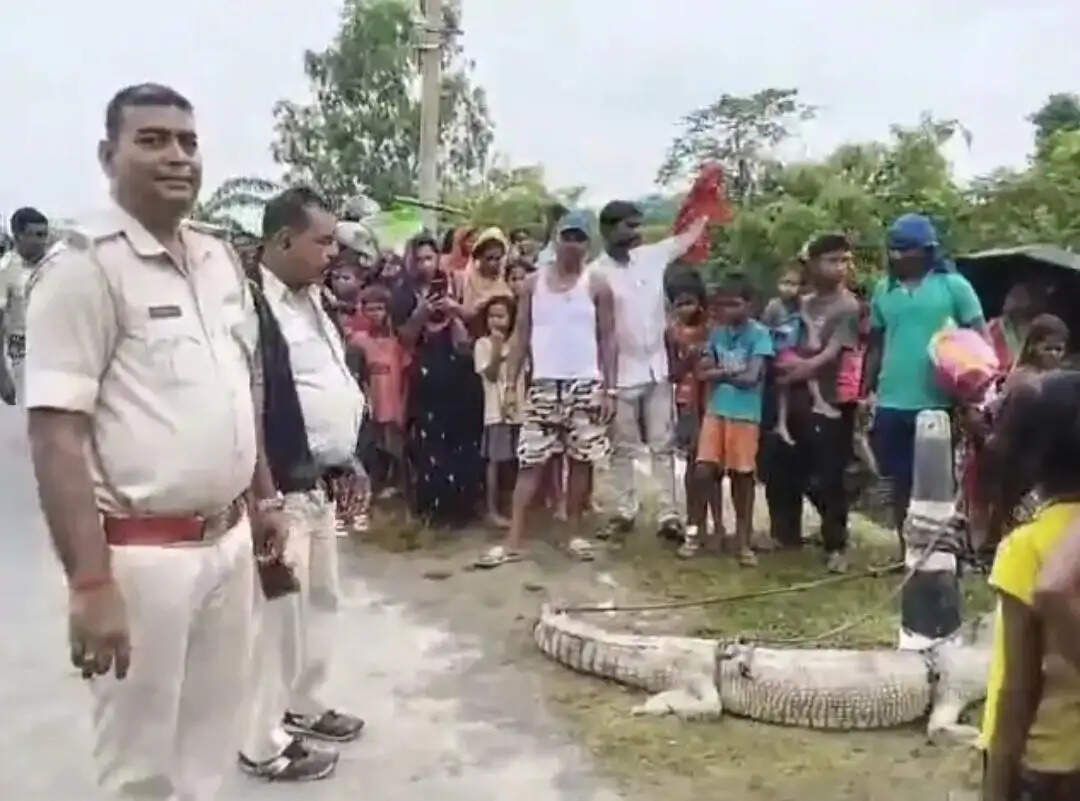 कोसी महासेतु के पास पानी में दिखा मगरमच्छ, ग्रामीणों ने पकड़कर पुलिस को दी सूचना