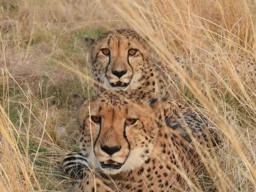 गांधीसागर वन्यजीव अभयारण्य में अंतराष्टीय चीता दिवस मनाया गया