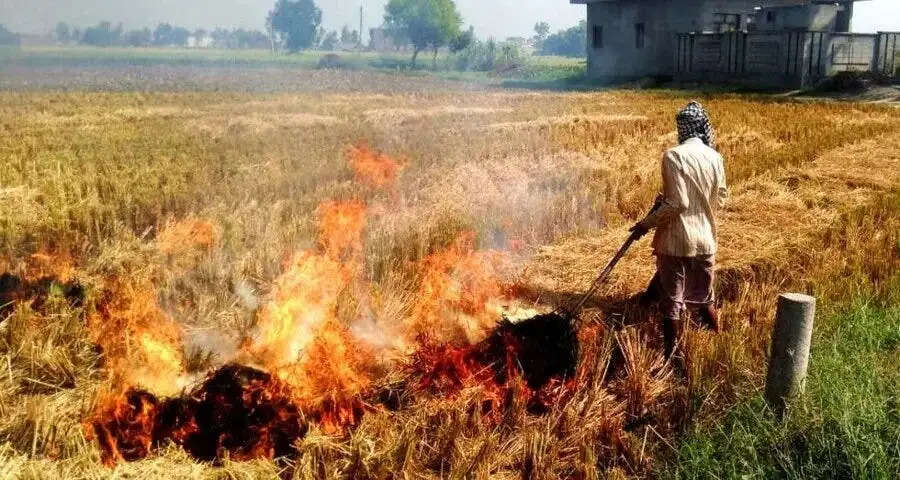 फतेहाबाद : पराली जलाने पर तीन किसानों के खिलाफ मामला दर्ज