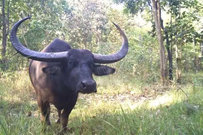 संकटग्रस्त राजकीय पशु वन भैंसा की प्रजाति काे बचाने का काम कर रहे वन भैंसा मित्र'