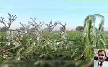 बारिश नहीं होने से प्रभावित होगा सभी फसलों का उत्पादन