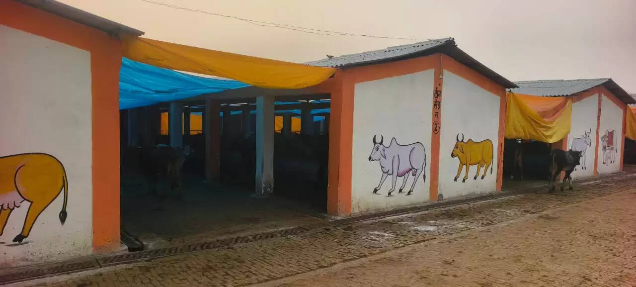 'काउ-कोट' के जरिए गौशालाओं में गौवंशों का शीतलहर से हाेगा बचाव