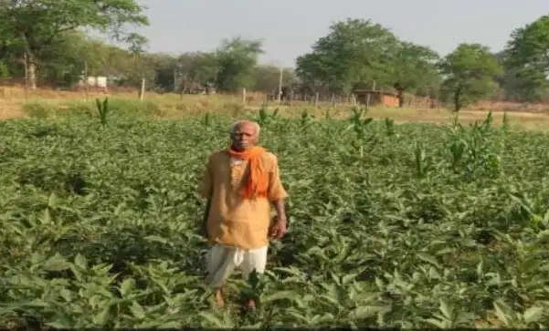 धान की खेती से ग्राफ्टेड बैंगन तक, उद्यानिकी विभाग के सहयोग से फागूराम की बढ़ी आमदनी