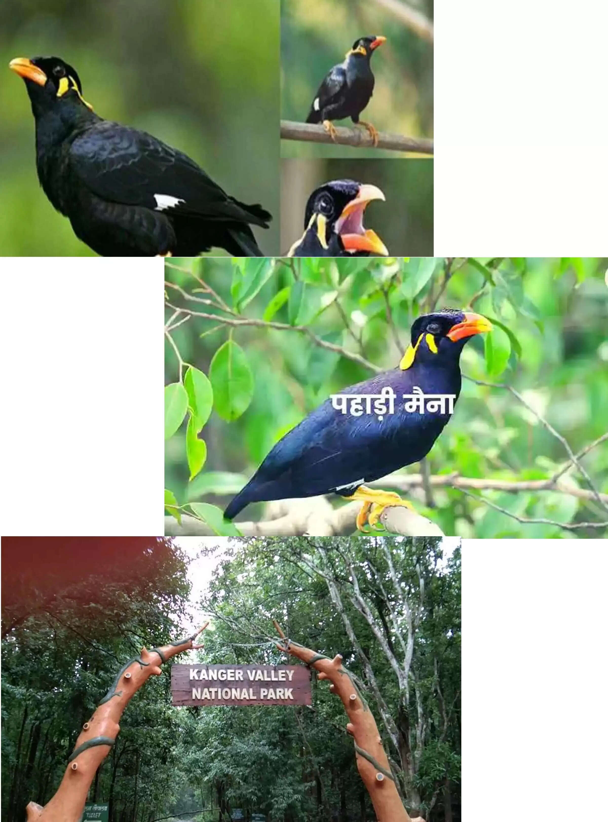 छत्तीसगढ़ में मैना संरक्षण एवं संवर्धन को मिला बढ़ावा