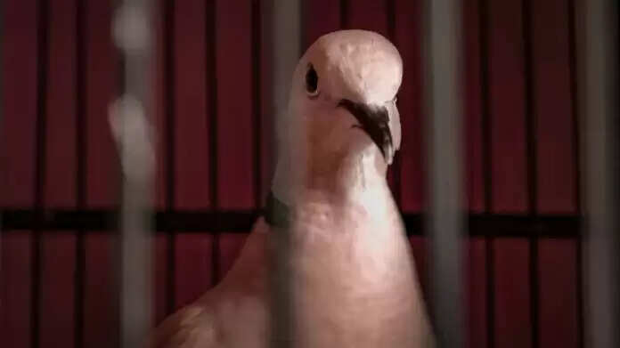 जम्मू के अखनूर सेक्टर में एलओसी के पास पकड़ा गया संदिग्ध कबूतर, सुरक्षा एजेंसियां सतर्क