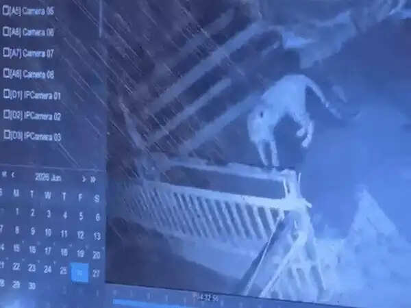 सलकनपुर देवीधाम की सीढ़ियों पर फिर दिखा तेंदुए का परिवार, डेढ़ महीने में तीसरी बार हुई मौजूदगी