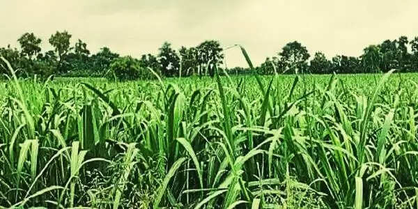 बरसात के समय गन्ना फसल में पोक्का बोइंग बीमारी का बढ़ता है खतरा,रखे सावधानी