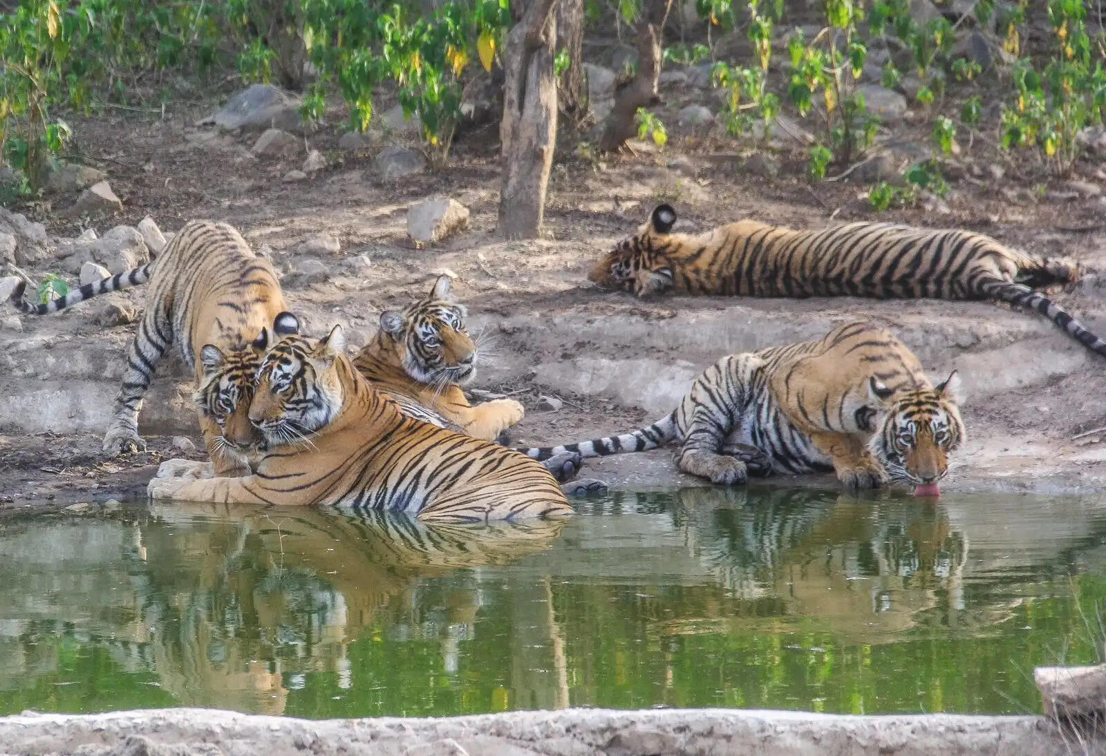 सरिस्का में बढ़ी बाघों की सक्रियता, शावकों के साथ घूम रहीं बाघिनें; वन विभाग ने जारी की चेतावनी