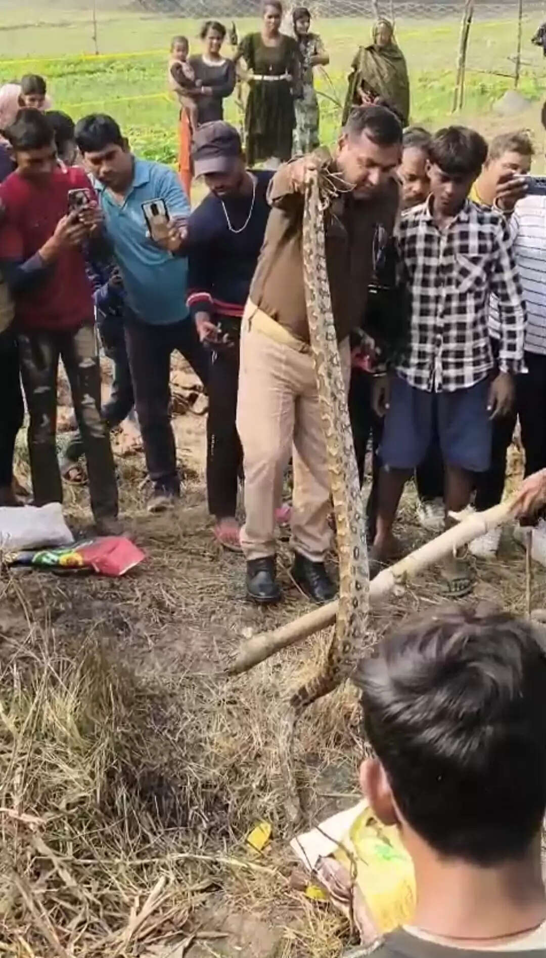 खेत में रेंगता दिखा सात फीट का अजगर