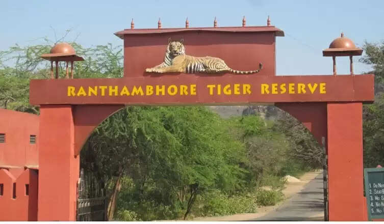 रणथंभौर टाइगर रिजर्व में 12 युवा शावकों को मिला पहचान क्रमांक