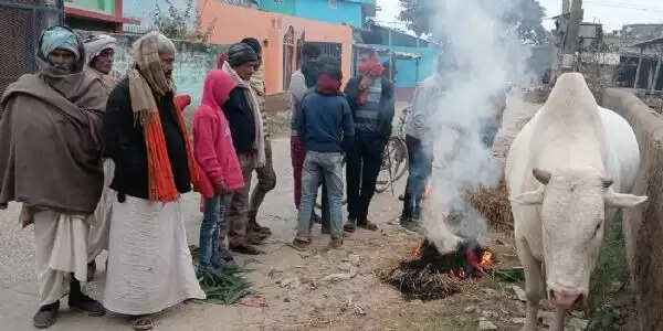 दरभंगा: तारडीह प्रखंड में शीतलहर के बीच इंसान–नंदी के साझा संघर्ष के दृश्य