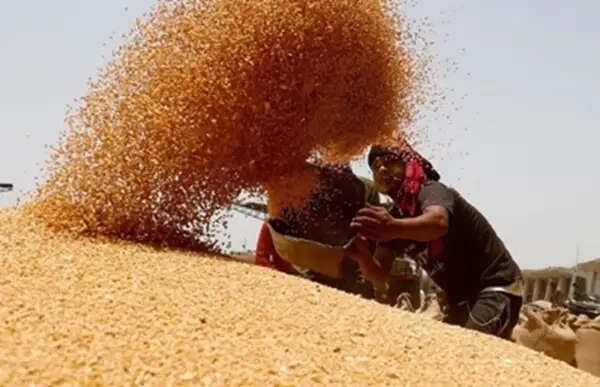 मप्र गेहूं उपार्जन में देश में दूसरे स्थान पर, अब तक 100 लाख मीट्रिक टन से अधिक हुई खरीदी