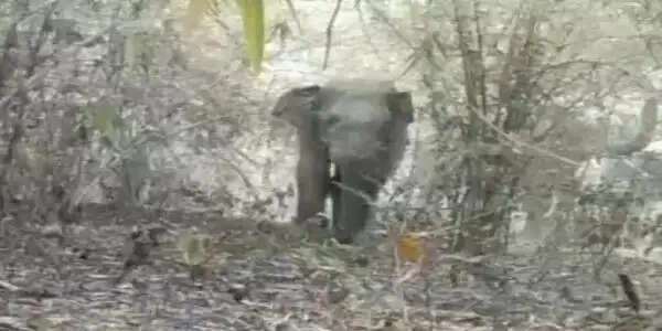 अनूपपुर: मप्र-छग सीमा पर महुआ बीन रहे बुजुर्ग को हाथी ने कुचला: मौत