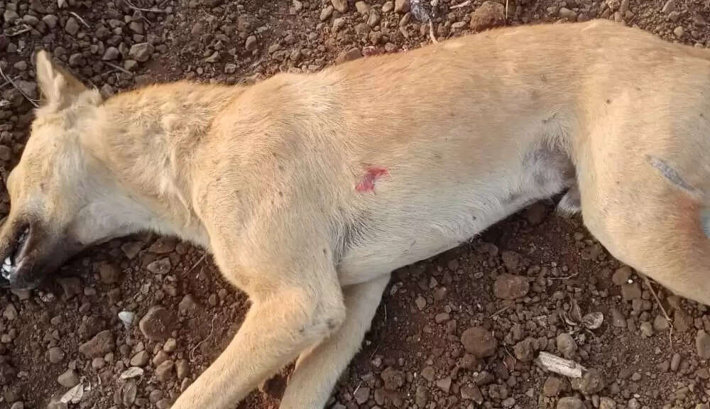 धारः पेट्रोल पंप पर सुरक्षा के लिए पाले गए कुत्ते को गोली मारी, प्रकरण दर्ज