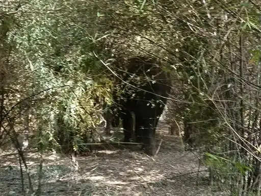 अनूपपुर: हाथियों का कहर जारी, 5 किसानों की फसलों का पहुंचाया नुकसान, 20 खंभों के साथ फेंसिंग दीवार तोड़ी