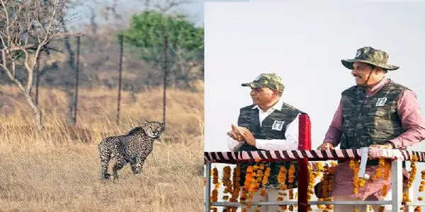 गांधी सागर अभयारण्य बना चीतों का नया घर, मुख्यमंत्री ने खुले बाड़े में छोड़े दो चीते