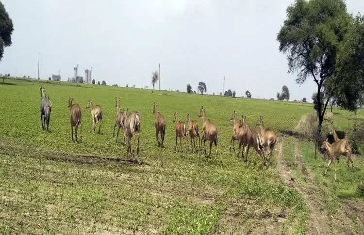 रतलाम: घोड़ारोज व जंगली सुअर कर रहे खेती बर्बाद, शासन उठाए जरूरी कदम