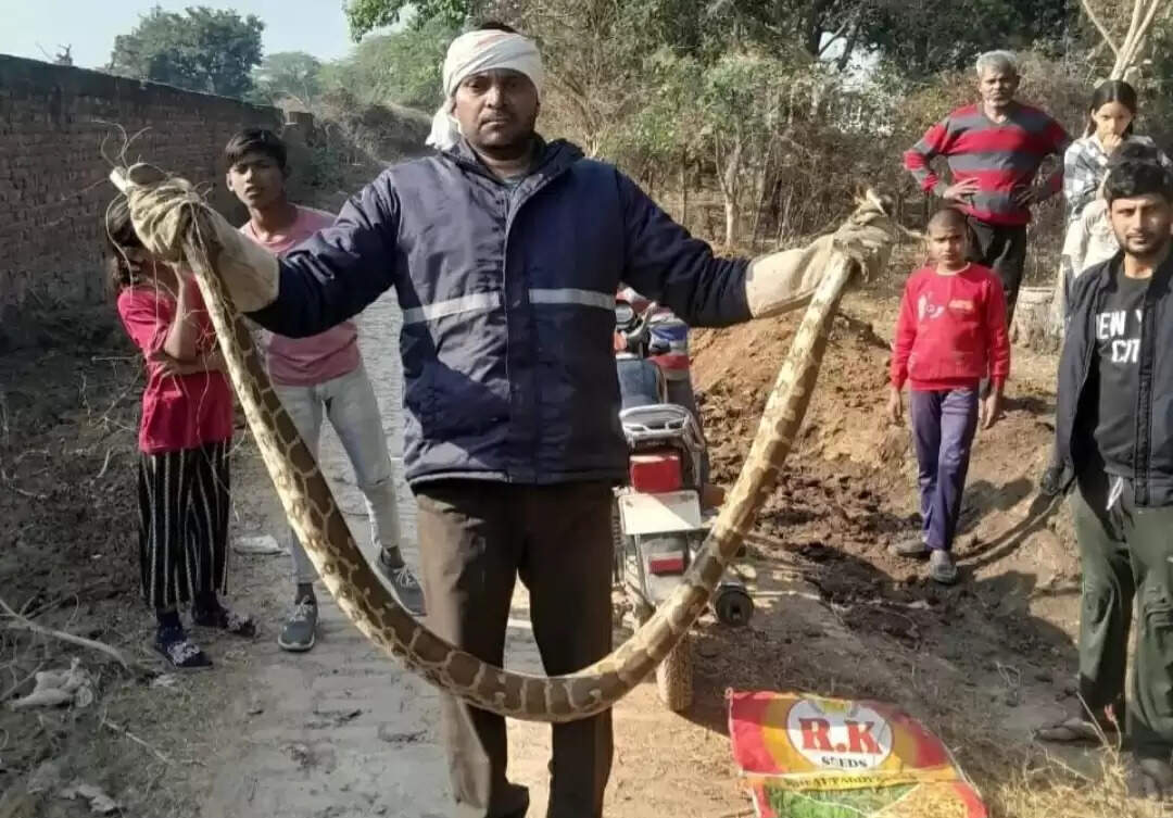 विशाल अजगर निकलने से हड़कंप, वन विभाग ने किया रेस्क्यू