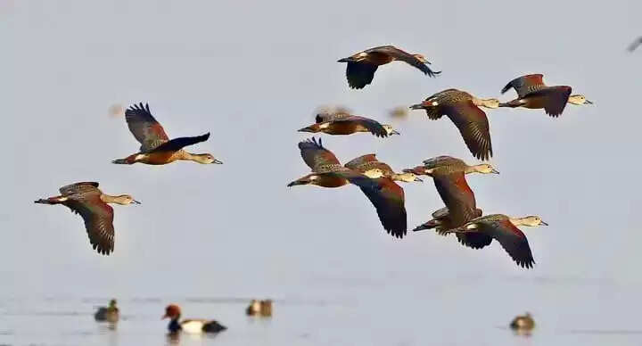 बिहार के कटिहार स्थित गोगाबील झील रामसर स्थल की सूची में शामिल